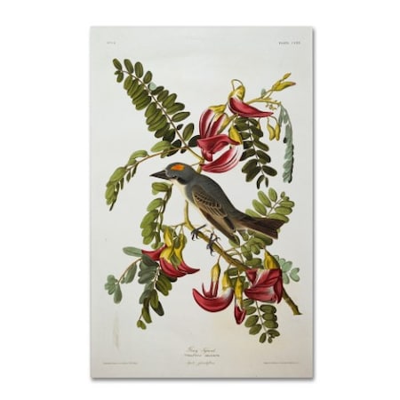 John James Audubon 'Gray Tyrant Gray Kingbird' Canvas Art,16x24
